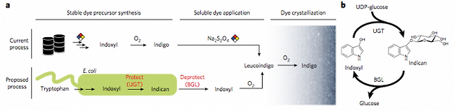 인디고의 연간 생산량은 5만 톤으로 대부분 석유에서 합성한다. 그리고 염색 과정에서 환원제(Na2S2O4)를 써 물에 녹는 형태인 류코인디고로 바꿔야 한다(위). 최근 미국의 연구자들은 식물의 잎에서 일어나는 과정을 대장균에서 재현해 배당체인 인디칸을 만들어 섬유에 뿌려준 뒤 이를 인독실로 분해하는 효소가 들어있는 용액에 담가 인디고 염색을 하는 방법을 개발하는데 성공했다(아래). 오른쪽은 인독실과 그 배당체인 인디칸의 전환 반응을 보여주는 그림으로 각각 당전이효소(UGT)와 배당체가수분해효소(BGL)가 반응을 촉매한다. - ‘네이처 화학생물학’ 제공