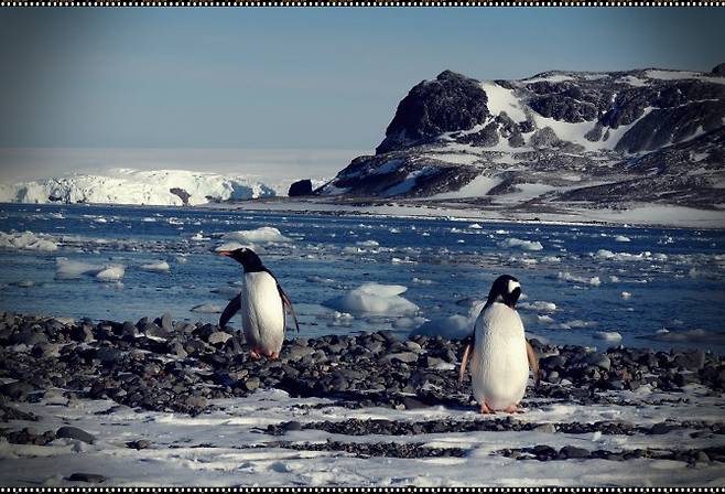 산책길에 만난 젠투펭귄. 남극을 산책하면 흔히 만날 수 있다 - 전현정 제공