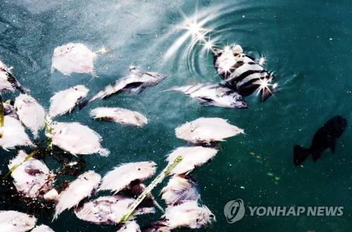 [르포] 한파 덮친 고흥 바다..돌돔 3만마리 얼어 죽어 하얗게 떠올라
