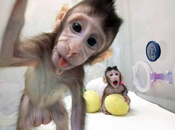 중국에서 체세포핵치환 기법으로 복제된 원숭이 중중과 화화. 이들은 긴꼬리 원숭이과인 마카크원숭이로 현재 각각 생후 6주, 8주를 맞았다. [로이터=연합뉴스]