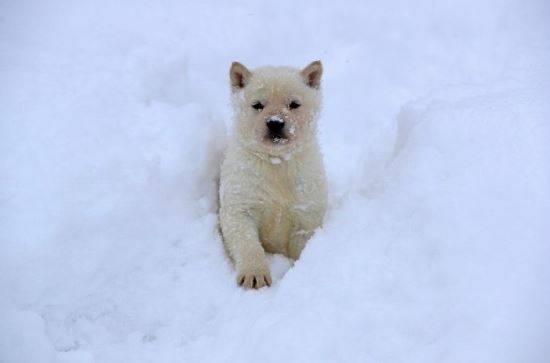 사진=마이니치 신문 눈속에서 뒹구는 아이누견의 모습