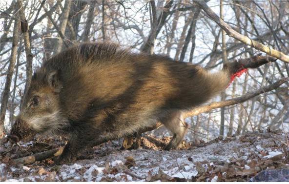 밀렵꾼이 설치한 올무에 걸린 멧돼지 [사진 국립공원관리공단]