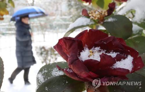 입춘 앞두고 피었다 폭설에 시든 동백 (광주=연합뉴스) 박철홍 기자 = 입춘인 4일 오전 전남 광주 서구의 한 공원에 핀 동백꽃이 폭설과 한파에 시들고 있다. 2018.2.4      pch80@yna.co.kr