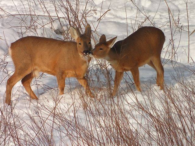눈밭을 거니는 암수 노루.