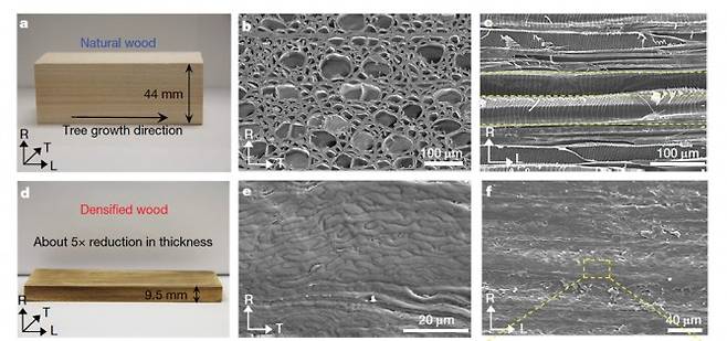 보통 목재(위)와 새로운 기술로 만든 압착 목재. 두께는 5분의 1로 줄었고 조직은 치밀해졌다. - 네이처 제공