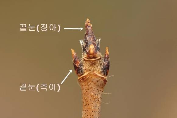 복자기의 끝눈과 곁눈