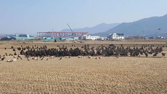 경남 고성군 철성고등학교 인근에 날아온 독수리떼 모습. [사진 김덕성 한국조류보호협회 경남고성지회장]