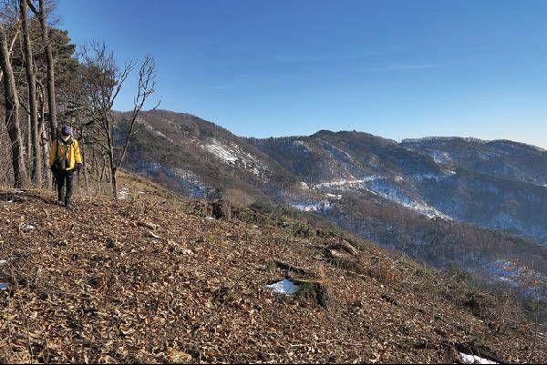 [월간산]661.1m봉에서 20분 거리 536.8m봉을 지난 매봉산 갈림길 삼거리에서 남쪽으로 본 느랏재 방면 능선. 느랏재 오른쪽 끝 안부에서 사면으로 이어진 길은 임도이다.