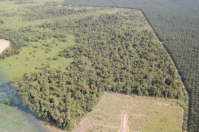 팜유 농장을 만들면서 조각난 열대 우림. 숲이