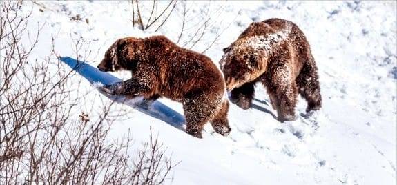 알래스카 야생 보호 센터의 곰