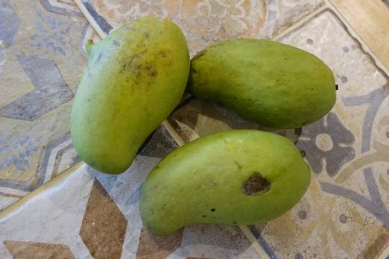 덜 익은 그린망고. 신메뉴로 망고 채를 민물게젓인 푸동에 버무려 쏨탐을 만들기 위해 마련했다.