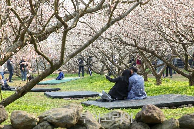 ▲ 제주 휴애리매화축제