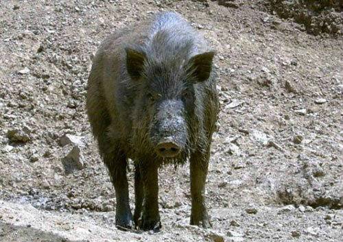 멧돼지.