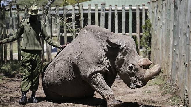 코뿔소 수단의 최근 사진