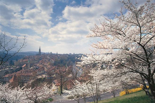 벚꽃과 베른 시내를 한눈에 내려다볼 수 있는 로젠가르텐공원
