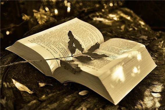 사진출처: 픽사베이