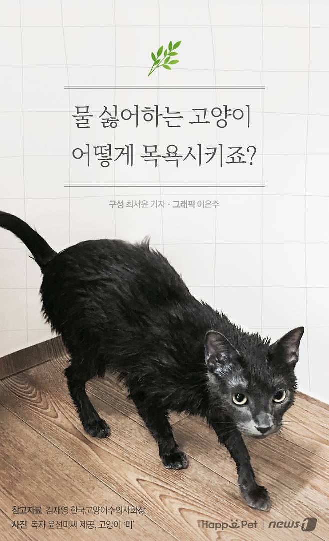 참고자료 김재영 수의사(한국고양이수의사회장) 제공.