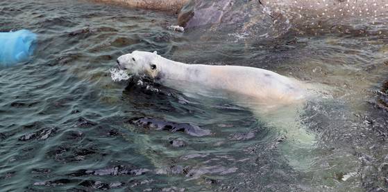 지난 2월말 경기도 용인 에버랜드 사육장에서 수영을 하고 있는 북극곰 통키의 모습. 최승식 기자
