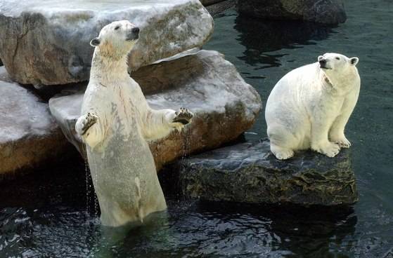 지난 2007년 겨울 강추위 속에서 제철을 만난 통키(왼쪽)와 밍키의 모습.[중앙포토]
