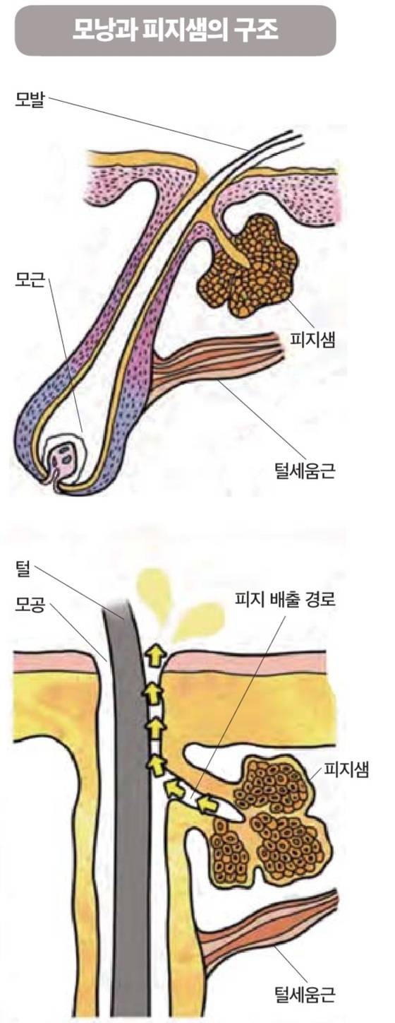 피지샘에서 만들어진 피지는 모공을 통해 피부 바깥으로 분비되기 때문에 피지샘의 크기가 크고 기능이 왕성한 부위의 피부는 모공이 넓어진 것을 볼 수 있다.