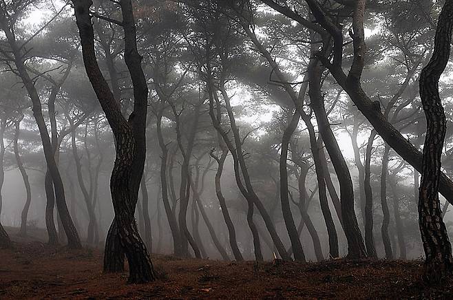 일교차가 크면 소나무숲에 짙은 안개가 끼는데, 꽤 운치가 있다.  ⓒ홍윤호