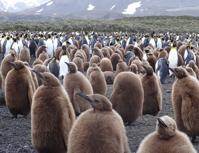 남극의 다양한 종류의 펭귄 무리. 이해욱 전 차관 제공
