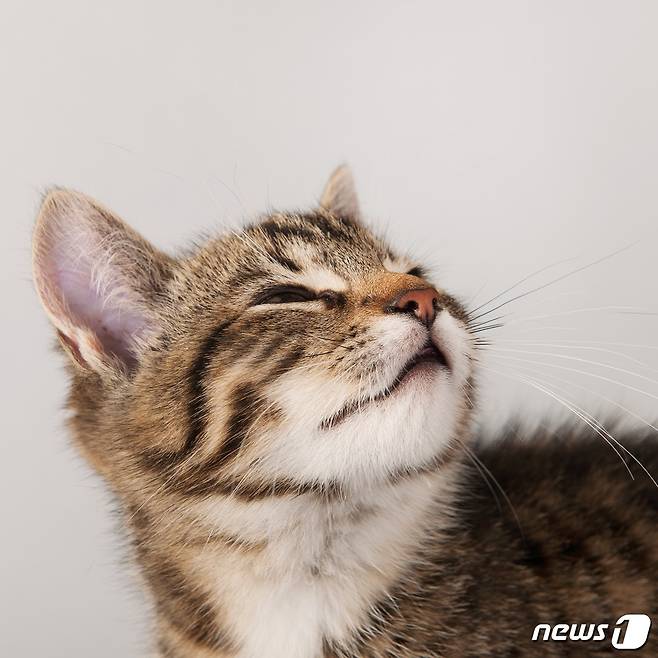 고양이.(사진 이미지투데이)© News1