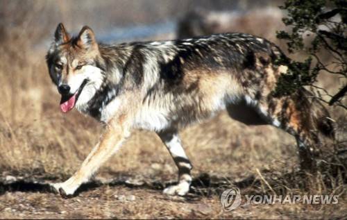 일부 지역의 늑대도…. [AP=연합뉴스 자료사진]