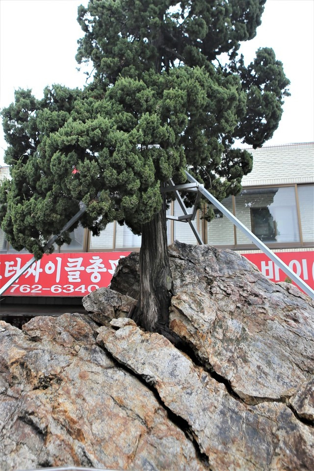 바위를 가르며 몸집을 키워온 향나무가 이채롭다. 2개의 곤지바위 중 뒤쪽 바위다. 이병학 선임기자