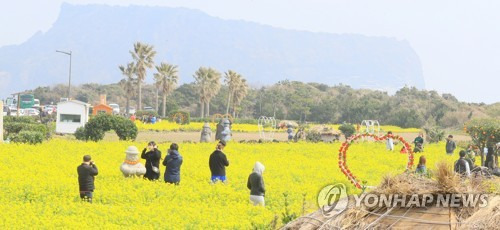 흠뻑 봄기운을 (서귀포=연합뉴스) 고성식 기자 = 완연한 봄기운이 돋은 11일 제주 서귀포시 성산읍 유채꽃밭에서 관광객들이 꽃길 사이를 걷거나 사진을 찍고 있다. 2018.3.11      koss@yna.co.kr