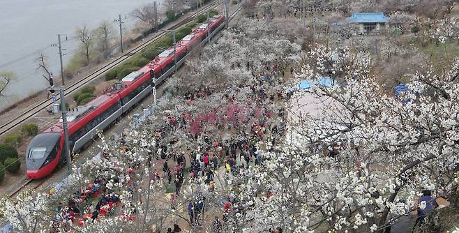 경남 양산시 원동면 매화축제가 한창인 18일 휴일을 맞아 매화마을을 찾은 상춘객들로 북새통을 이루고 있다.송봉근 기자