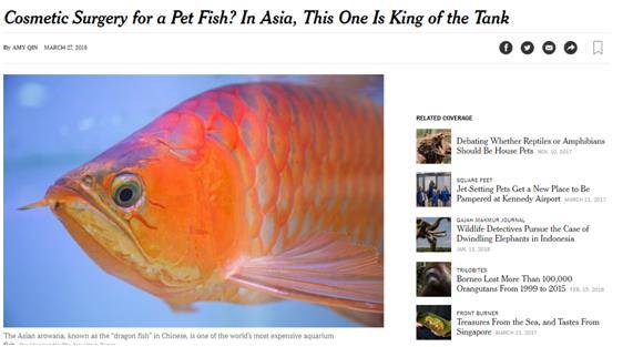 성형수술까지 받을 정도로 극진한 대접을 받고 있는 물고기 아로와나의 모습. 뉴욕타임스 캡처