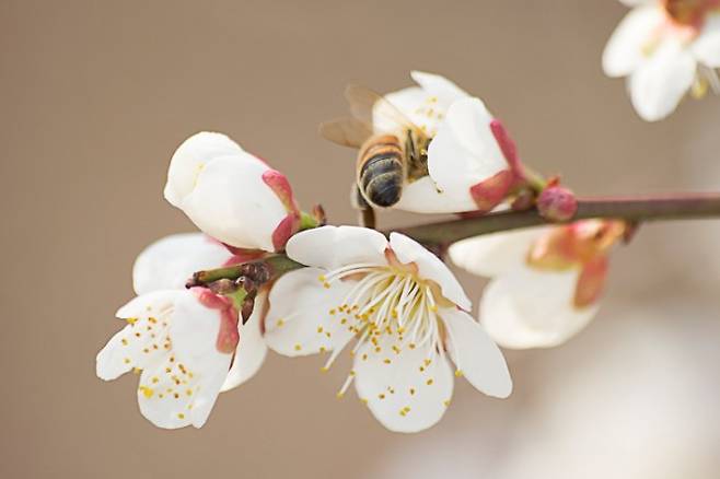 매화 -Getty Image Bank 제공