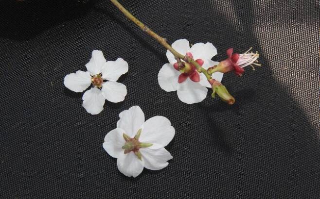 살구꽃(왼쪽 위), 벚꽃(아래), 매화(오른쪽 위) 뒷면. 각각 꽃받침이 젖혀진 모습, 뾰족한 별 모양, 둥그런 모양으로 각각 다르게 생겼다. -동아사이언스 이혜림 기자 제공