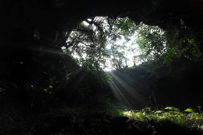 1948년 \'초토화작전\'으로 해변마을에서 도피한 주민들이 집단적으로 숨어살았던 구좌읍 덕천리 \'큰곶검흘굴(대림동굴)\'에 햇살이 비치고 있다. 굴속에 숨어 지내던 주민들은 결국 1949년 7월에 발각되었다.