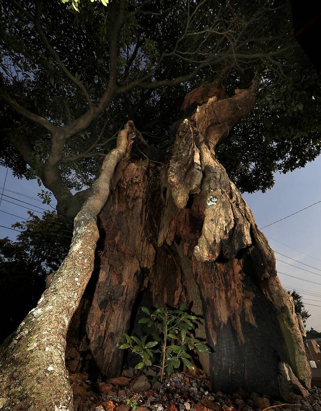 토벌대의 중산간마을 초토화 작전 때 마을이 불타며 함께 타버린 것으로 알려진 조천읍 선흘리의 \'불칸낭(불에 탄 나무)\'. 4·3을 고스란히 지켜본 속이 빈 팽나무 밑동에 후박나무가 싹을 틔워 자라고 있다.