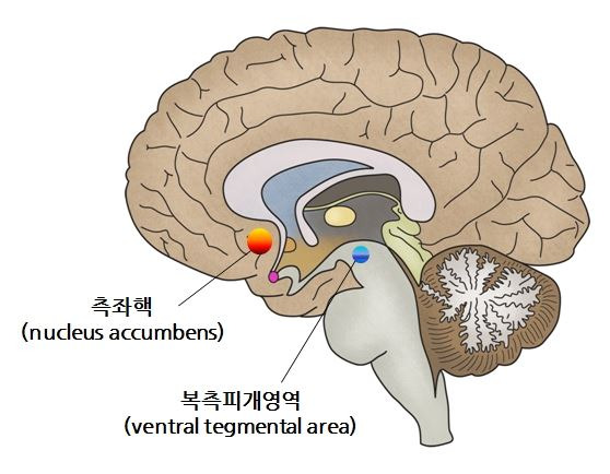 당신이 여러 선택지를 볼 때 두뇌에서는 신경세포를 활성화하며 우리 선택에 영향을 미친다. 자신이 무엇을 원하는지를 생각할 때는 측좌핵의 도파민계 신경세포가 마구 활동한다.  동시에 자신이 선호하는 것을 보면 뇌의 중심부 근처에 존재하는 측좌핵의 오피오이드(opioid)계 신경 세포들이 활성화한다. 사진=서울아산병원제공