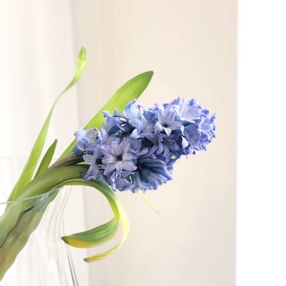 보라색 히아신스는 '영원한 사랑'을 의미한다. 연인에게 선물할 때 가장 인기있는 컬러이다. [사진 류아은]