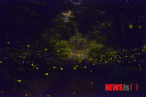 사진은 청수 곶자왈에 날아든 운문산 반딧불이가 밤에 빛을 내며 날고 있는 모습.