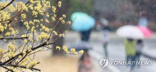 봄비와 산수유 [연합뉴스 자료사진]