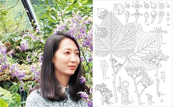 신혜우 작가는 ‘그림 그리는 연구자’라는 특별한 이력을 갖고 있다. 오른쪽 그림은 시드니 왕립 식물원 마가렛 플록턴 어워즈에서 수상한 작품. Cissus erecta, 2015, pen drawing, 297x420㎝