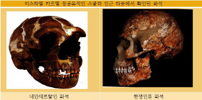 이스라엘 타분에서 확인된 네안데르탈인 유골(왼쪽). 눈 위가 툭 튀어나왔다. 타분에서 수백미터 떨어진 스쿨에서 발견된 현생인류 화석.