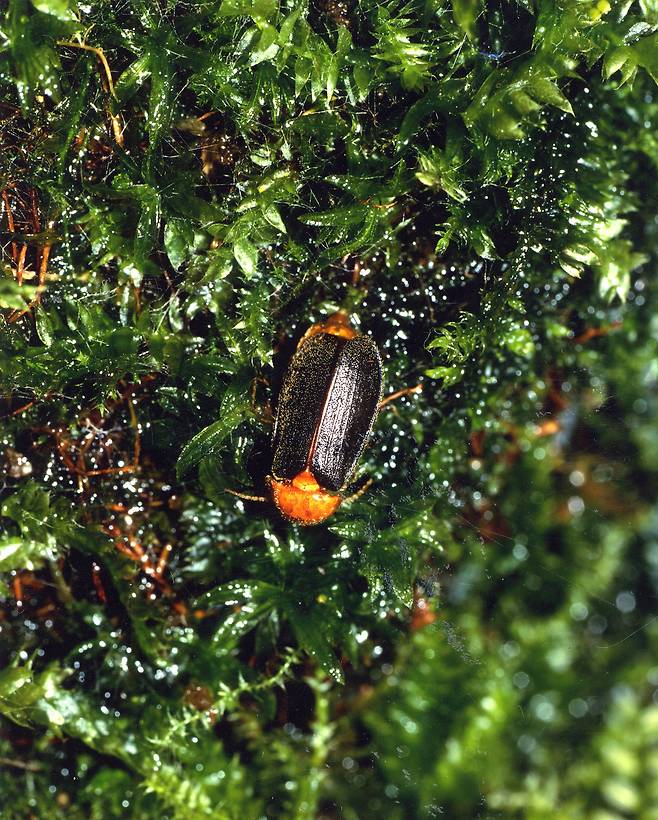 파파리반딧불이 [중앙포토]