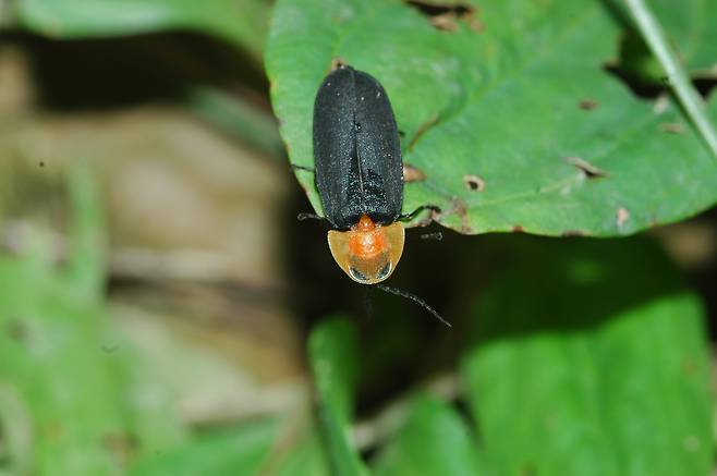 경북 영양의 밤하늘을 밝히는 늦반딧불이. 8월 초부터 9월 초까지 출현한다. [중앙포토]