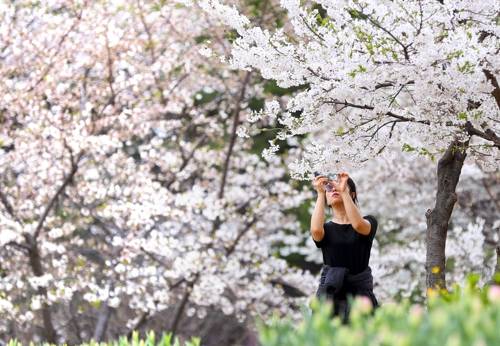 "안산은 산도 아녀" 올 봄꽃놀이는 거닐기 쉬운 서울 안산으로… [연합뉴스]