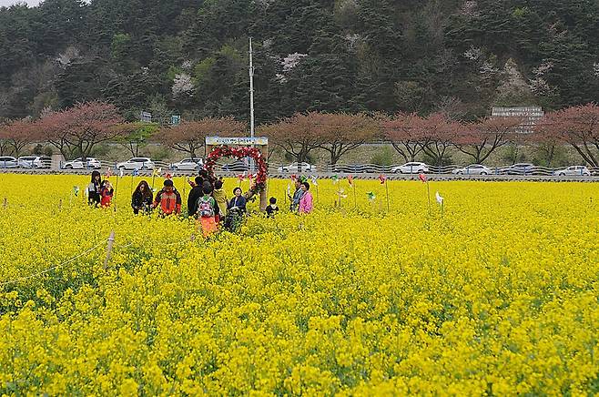 대개 맹방 유채꽃은 4월 중순 이후에 만개한다.  이때쯤 벚꽃은 다 진다.  ⓒ홍윤호