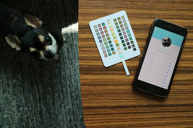 사물인터넷 기술이 채용된 반려동물 용품이 혁신을 거듭하고 있다. 기자의 반려견 ‘제리’가 스마트폰과 연동되는 소변검사 키트의 검사 결과를 책상 밑에서 기다리고 있다. 신소윤 기자