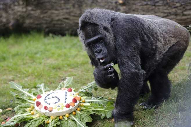 파투가 자신의 생일 기념 케이크를 먹고 있다. (사진=AP)
