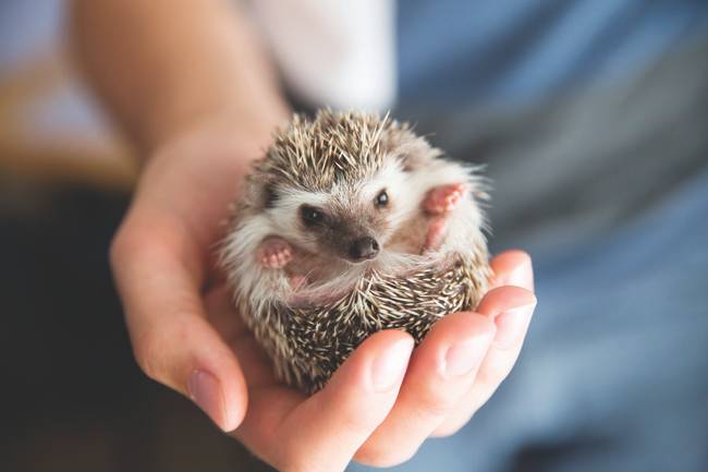 최근 이색 반려동물로 각광받는 고슴도치. 인기가 높은 만큼 유기되는 고슴도치도 많다. [사진 제공=Shutterstock]