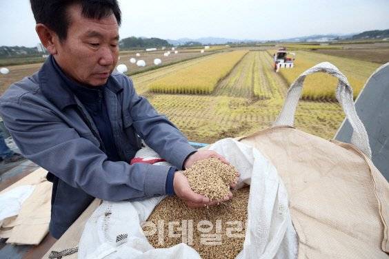 한 농민이 수확한 벼를 보이고 있다. 이데일리DB